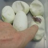 男子向網友展現自己蛋蛋，孵化後跑出一堆可愛的「小恐龍」，網友都被萌翻了