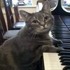 從小生在音樂世家，超狂喵皇會彈鋼琴，合奏也不是問題，只是...彈的怎麼那麼爆笑啦！