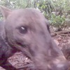 神秘亞馬遜究極稀有叢林犬，全世界沒有幾個人看過，直到被攝影機拍到...