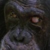 原以為只是一般的地盤打鬥，但「黑猩猩食人族」畫面，讓攝影小組全部雙腿發軟