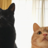 兩隻貓站一起本來覺得沒什麼，低頭一看差點笑昏，「最萌反差比」讓網友全部笑倒！