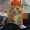 中途了一個月後，發現小橘貓「幾乎沒有長大」，這隻超迷你小橘貓，有著超滿的活力！