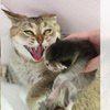貓媽媽看寶寶突然性情大變，超兇！下一秒...超反差的舉動讓人笑死ＸＤＤ（影片）