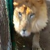 墨西哥管理員忘了鎖籠，被獅子活活咬死，政府對獅子的處置出乎所有人意料！