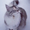 看著雪景，喵皇下一秒露出「絕美滿意微笑」，所有貓奴全都被迷的不要不要啦！