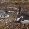 企鵝躺在地上發懶，旁邊一直突然翹高屁屁...「噴射！」超驚嚇的樣子完全笑死ＸＤ（影片）
