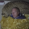 睡覺睡到半夜突然驚醒，發現「枕頭」的觸感好像怪怪的...怎麼會是大貓啦！！！