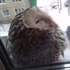 拉開窗簾發現有隻貓頭鷹在窗邊，小心翼翼的上前查看...牠竟然就這樣睡著了XD
