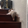 小柯基爬樓梯爬到一半「卡住」...以為博美是來救援，下一秒卻讓柯基完全心碎！！