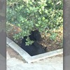 目擊全家被下毒，小黑狗害怕躲樹叢間不敢亂動...志工花三個月才重拾牠的信任！