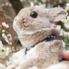 帶兔兔去賞花，他看到「眼睛發亮」的模樣，讓所有網友全融化啦！