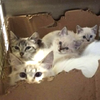 雙倍的愛！7隻小浪貓在2隻貓媽媽共同撫養下，靜靜等待幸福的到來...