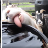 「喝水喝到快脫窗！」羊羊喝水的方式讓同伴看了超傻眼...沒想到其他動物的更爆笑啊！！！
