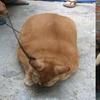 橘貓胖到超過20公斤！「鐵鍊栓住」怕牠繼續亂吃，笑翻網友：這貓肯定惹不起！