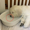 汪汪累翻睡在水碗裡，沒想到用鼻子吹出泡泡後竟然驚醒ＸＤ（影片）