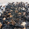 成千上萬的藏獒在青藏高原流浪，為了活下來每天都是狗吃狗過日子