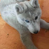 花5000元網購一隻小二哈，收到一看...這是灰狼吧?!!!