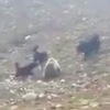 一隻「棕熊」闖進了三隻「西藏獒犬」的地盤，結果讓人緊張的寒毛直豎！