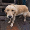 這隻黃金獵犬差點被送去狗肉市場宰來吃，幸好這張流傳到網路的照片拯救了牠！