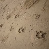 沙灘上出現「大貓」腳印，興奮的跟著腳印往前走...完全被療癒到啦XD