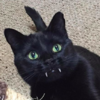 路上救援了一隻小黑貓...仔細一看牠竟然有「超長虎牙」！根本是超萌吸血鬼啊！