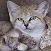 這隻貓咪終於生下3個寶寶，知道牠的身份後你就會跟動物園工作人員一樣超開心！