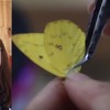 藝術系同學為了畢製，使用500隻蝴蝶翅膀進行創作...拼貼成一系列象徵「重生」的作品！