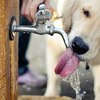 你有讓狗狗喝足夠的水嗎？毛主人必看：正確的狗狗飲水觀念一次告訴你！