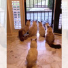 6貓難得一起擠在門口，往外一看原來是...網笑噴「根本等pizza外送的我吧ＸＤ」（影片）