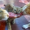 原本非常淡定的三貓，第一次吃到「生牛排」，三隻都秒變成「獅子」了！