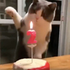 特地替喵皇準備了精緻生日蛋糕...牠卻突然翻臉揮貓拳「揍」蠟燭：朕不要變老！