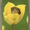 撥開鬱金香的花瓣，超萌鼠鼠立刻從裡面蹦出來...一系列鼠鼠與鬱金香照片真的超療癒
