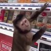 訓練猴子自己去「自動販賣機」買果汁喝，沒想到過程超級崩潰起笑