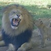 「這群屁孩好煩啊！」愛玩的小獅子第一次見爸爸，公獅被弄到快受不了啦ＸＤＤ