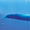 斯里蘭卡遇到「世界上最大」的鯨魚王，霸氣到鯊魚看到也只能嚇著逃跑