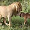 天然呆角馬寶寶把母獅子誤認成媽媽，超可愛的反應讓獅子都捨不得下手啦(๑´ㅂ`๑)