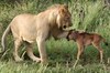天然呆角馬寶寶把母獅子誤認成媽媽，超可愛的反應讓獅子都捨不得下手啦(๑´ㅂ`๑)