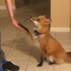 如果跟訓練狗狗一樣訓練「狐狸」會怎樣？結果是...狐狸學得超級快啊啊啊！！！
