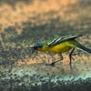 100隻鳥兒好不容易找到沙漠綠洲，但水池被80,000,000隻蒼蠅佔據，於是超生氣「怒吃蒼蠅」！
