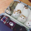 「沒帶上我們別想走！」行李箱一打開就被四隻貓「塞好塞滿」...根本無法出門啊！