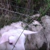 羊被世界最巨大「肉食植物」抓住準備吸乾！農夫趕緊拿小刀衝過來拯救！