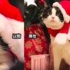 網友完美紀錄貓咪「過去」與「現在」的樣子，可愛又溫馨，讓人看了想留下幸福的眼淚>///