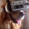 幫狗狗戴上虛擬實境VR，狗狗開心的反應讓人覺得...「你到底知不知道在幹嘛啊ＸＤ？」
