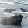 「牠是我罩的！」座頭鯨大哥為保護小海豹，奮不顧身撲向殺人鯨展開博鬥！？