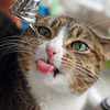 貓咪不喜歡喝水怎麼辦？簡單10招讓不愛喝水的貓咪也能天天補充足夠的水分！