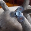「貓咪獨處的一天」裝GoPro攝影機在貓咪的項圈上，貓奴回家錄到的影片時被嚇慘了！