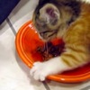 「不准碰偶的食物！」小貓咪超生氣，一有人靠近就怒拍桌，連生氣也萌化所有人心！
