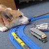 「吼讓我睡一下啦！」柯基在玩具火車軌道上打瞌睡，但是根本就睡不了啊ＸＤ