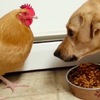 「幹嘛瞪偶...？」習慣大家一起吃飯的雞，搞不懂狗狗為什麼眼睛充滿怒火看著牠ＸＤ