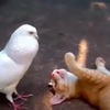 霸氣鴿子獨自挑戰天敵貓咪，把貓咪打的不要不要～網友：「這隻鴿子也太硬了吧！」